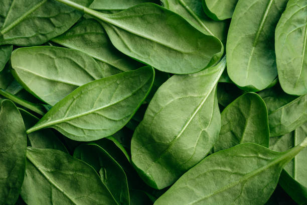 istock Fresh green baby spinach leaves, natural background. 1455211670