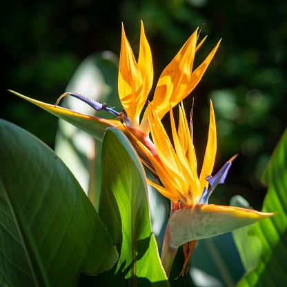 Bird of Paradise flower with distinctive shape and brilliant colours of its thick, fleshy bracts.