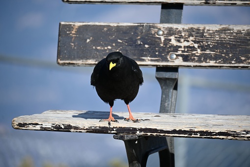 A blackbird with a yellow beak on a wooden bench