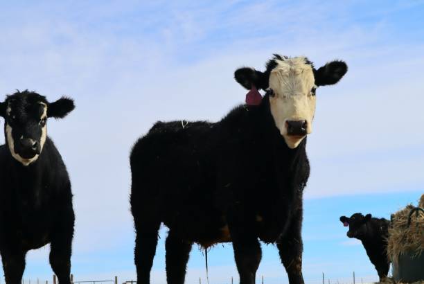 istock Closeup shot of brown cows looking into the camera 1455212207