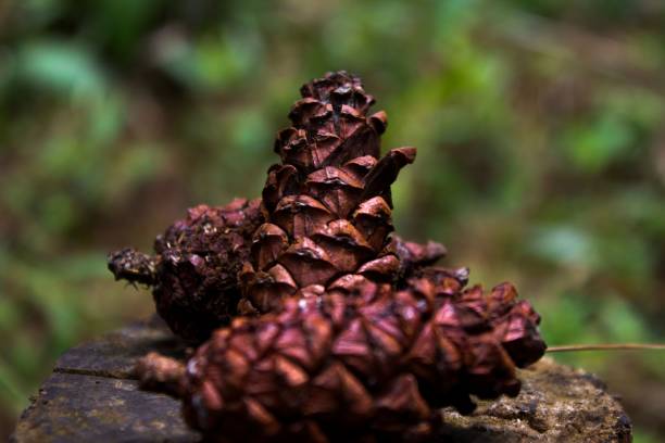istock Closeup of fallen pine cones on the stone isolated on a blurry background 1455212845