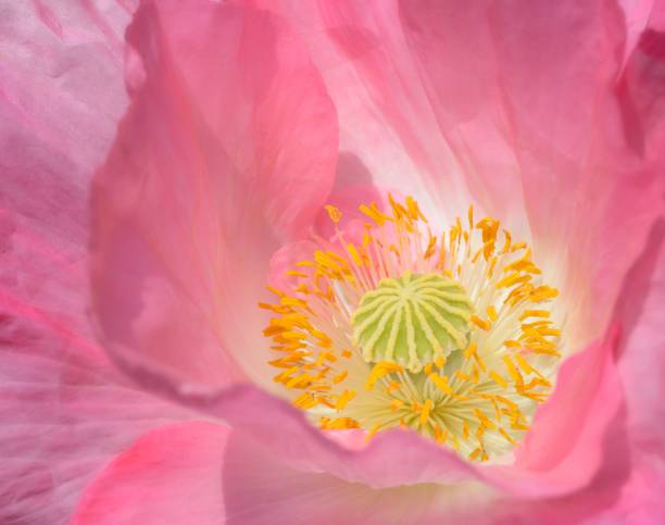 istock Poppy under sunshine in full flower 1455213689