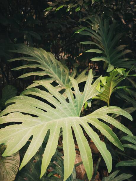 giant leaves plant close-up