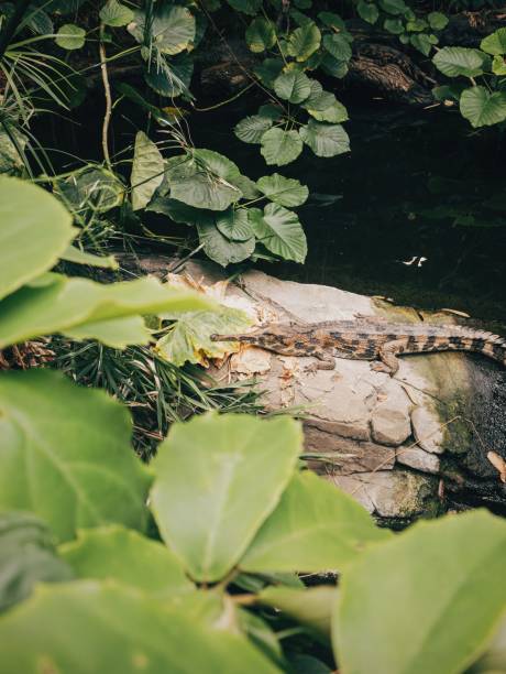 Sunda-Gavial at Tierpark Berlin