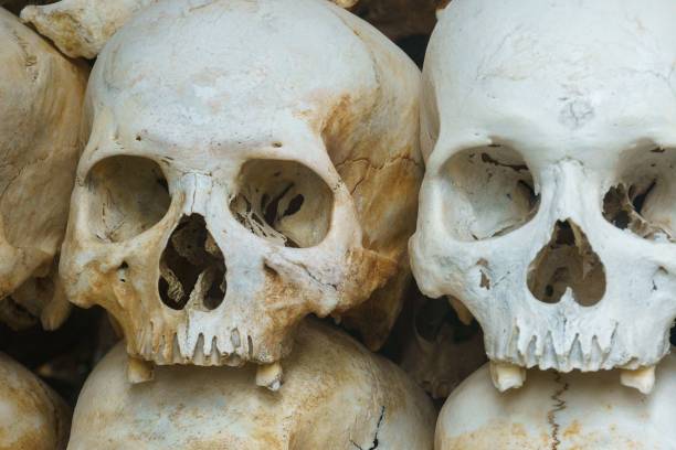 istock Closeup shot of human skulls 1455213717