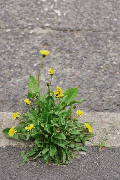 istock Yellow dandelions (taraxacum officinale) growing through asphalt 1455213754