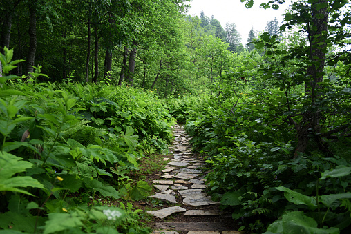 Stone road the forest, between plants.