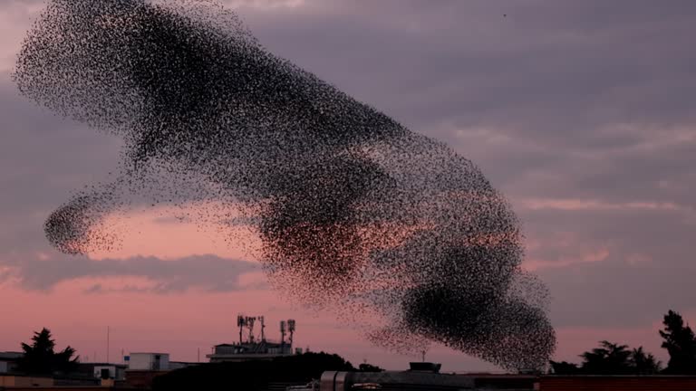 Strength through unity: Flock of starling birds