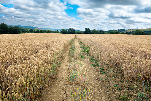 View Of A Footpath Through An Agricultural Field Of Wheat