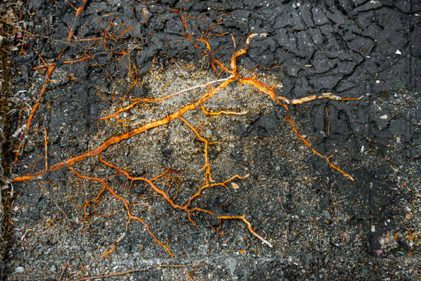 istock Details of natural tree roots on the sand 1455216645