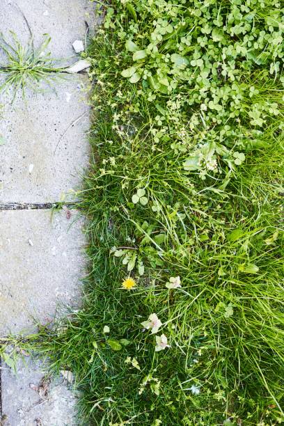 istock Vertical top shot of grass growing through concrete 1455221713