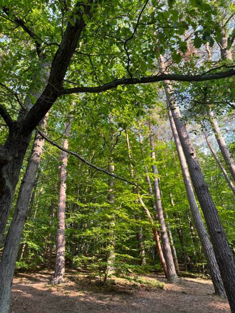 istock Forest in early autumn 1455221939