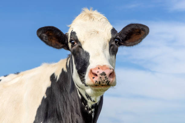 istock Young cow black and white, cute gentle looking and soft expression, pink nose, in front of a blue sky 1455222021