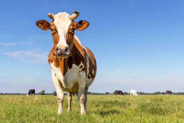 istock Horned cow standing full length in front view and copy space, a blue sky in a field 1455222044