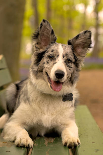 istock Dog in Bluebell Field 1455224826
