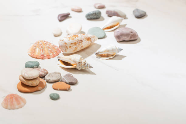 istock sea stones and seashells on white marble background 1455225126
