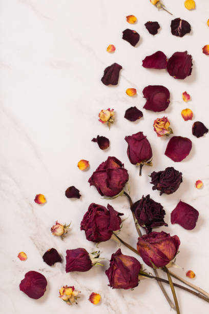 istock dried red  roses on marble background 1455225202