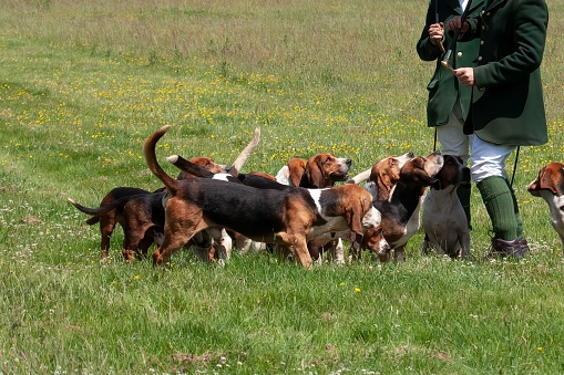 Excited Bassett Hound dog pack off to hunting display with anonymous male on grass field