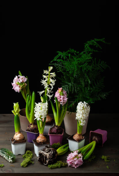 plantation de fleurs d’hiver ou de printemps jacinthe sur fond noir, concept de jardinage - hyacinth lily family potted plant flower photos et images de collection