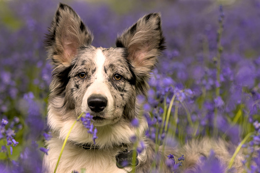 Dog in Bluebell Field