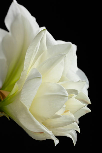 istock white winter christmas flower amaryllis on black background 1455226672