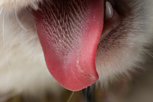 A macro image of a cats nose and tongue