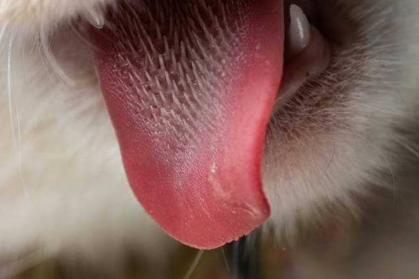 Macro close up of a cat with tongue out stock photo