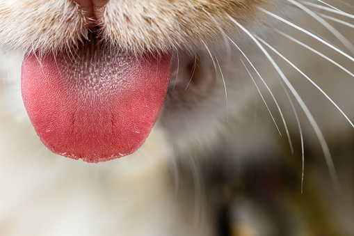 A macro image of a cats nose and tongue