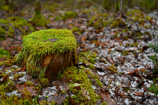 old wooden stump covered in green soft moss Kumla Sweden january 2 2023