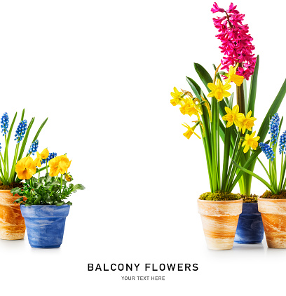 Balcony spring flowers in pot. Flowerpot with tulip, daffodil, hyacinth, muscari and pansy isolated on white background. Creative layout. Design element