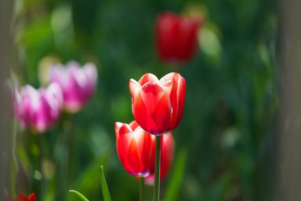istock Selective focus shot of red tulips against a blurred background 1455228001