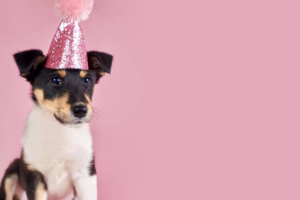 Little puppy in a pink hat, copy space, birthday theme.