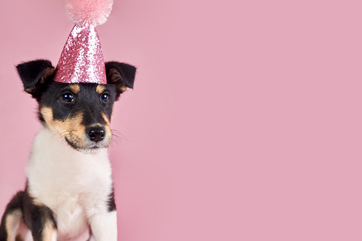 Little funny puppy in a pink hat, copy space, birthday theme.