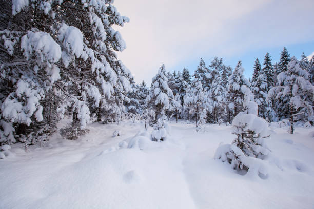 istock beautiful winter landscape snow tree 1455228242