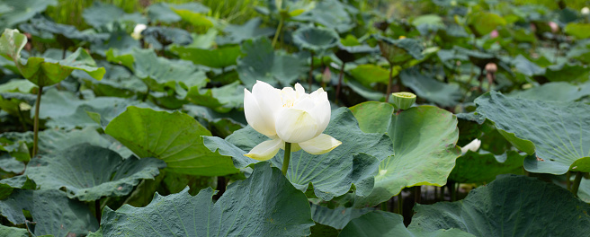 Lotus flower 3D image background. For Buddhist events and meditation-related etc.