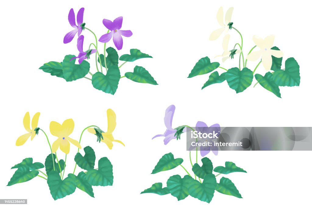 Spring Violet Graphics Vector Illustration Set Of Violets Blooming In Spring Rounded Leaf ...