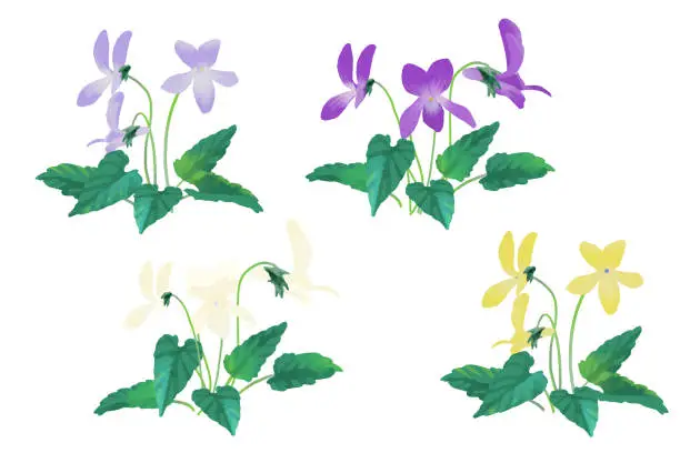 Vector illustration of Vector illustration set of violets blooming in spring.  Long leaf type.