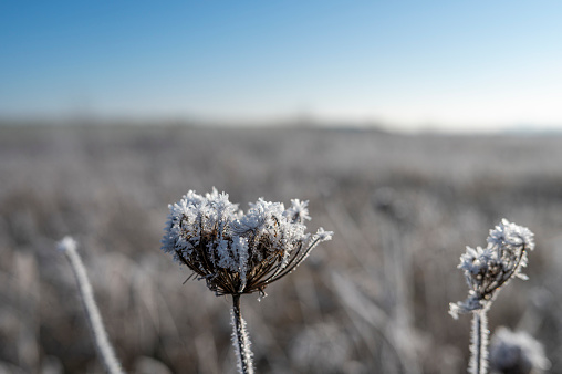 Frozen reed in the rural frosty winter IJsseldelta landscape in Overijssel, Netherlands, during an early morning sunrise