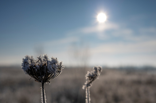 Frozen reed in the rural frosty winter IJsseldelta landscape in Overijssel, Netherlands, during an early morning sunrise