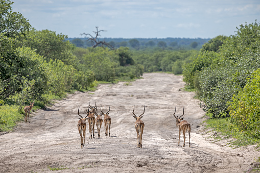 Group of male impalas walking down a dirt road in the Okavango Delta in Botswana