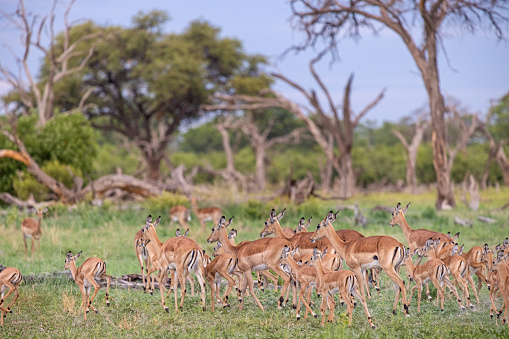 Very large group of female impalas with their offspring in the Okavango Delta in Botswana