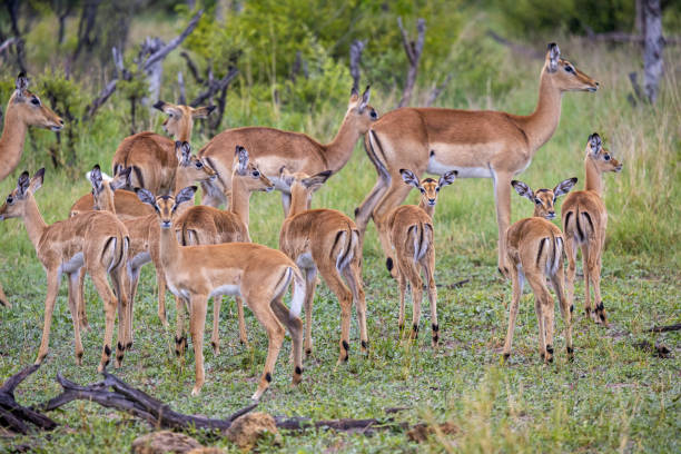 istock Large group of female impalas with their offspring 1455230836