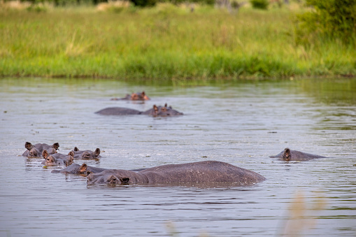 Hippos in the pond in the wild during the day about sunlight