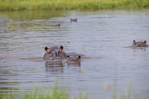 Two hippopotamuses swimming in a river in the middle of a herd in the Okavango Delta in Botswana