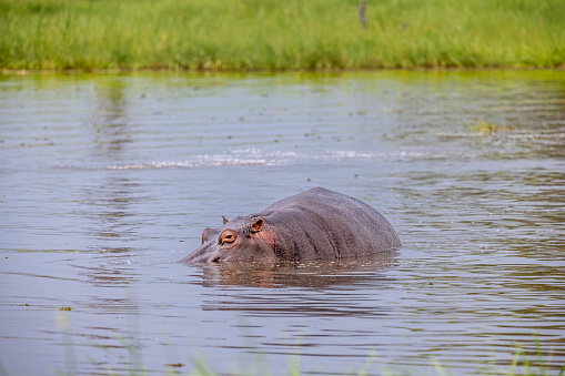 Hippopotamus amphibius in natural habitat. Conservation status: Vulnerable. Masai Mara national park, Kenya, Africa.