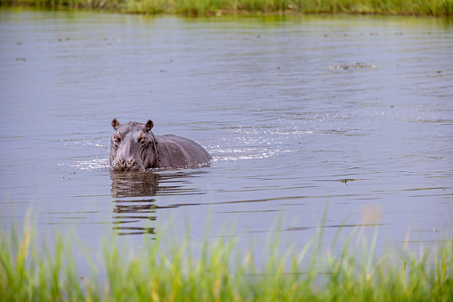 Swimming hippopotamus in the middle of a large herd in the Okavango Delta in Botswana