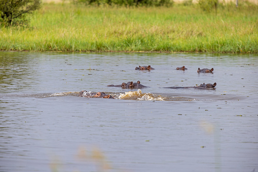 Swimming hippopotamus in the middle of a large herd in the Okavango Delta in Botswana