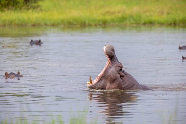 istock Sideview to a yawning hippopotamus 1455231121