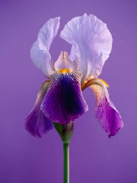 istock Colorful Purple Iris Flower 1455231234