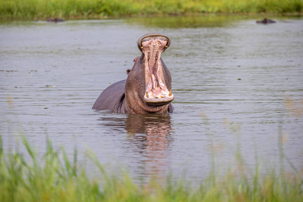 Front view of a angry and threatening hippopotamus in the Okavango Delta in Botswana